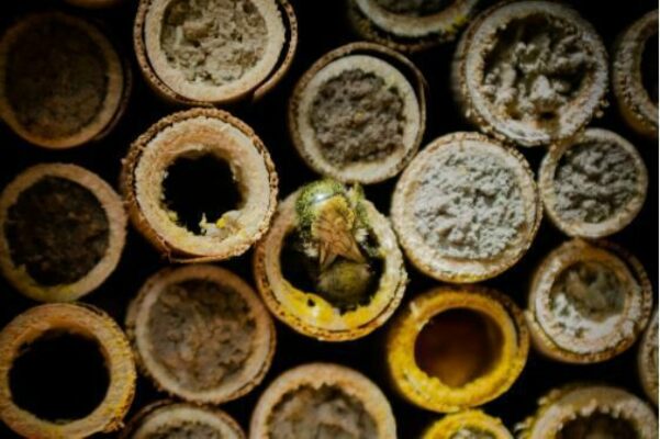 A female mason bee building her nest in plant stems placed in a bee house. Image by Crown Bees
