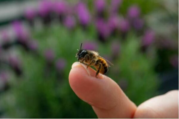 A gentle mason bee on finger. Image by Anni Kat